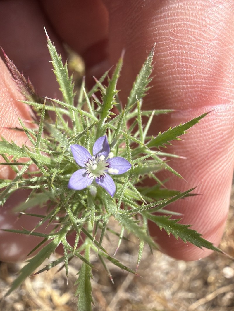 Paiute Mountain Pincushionplant photo 7