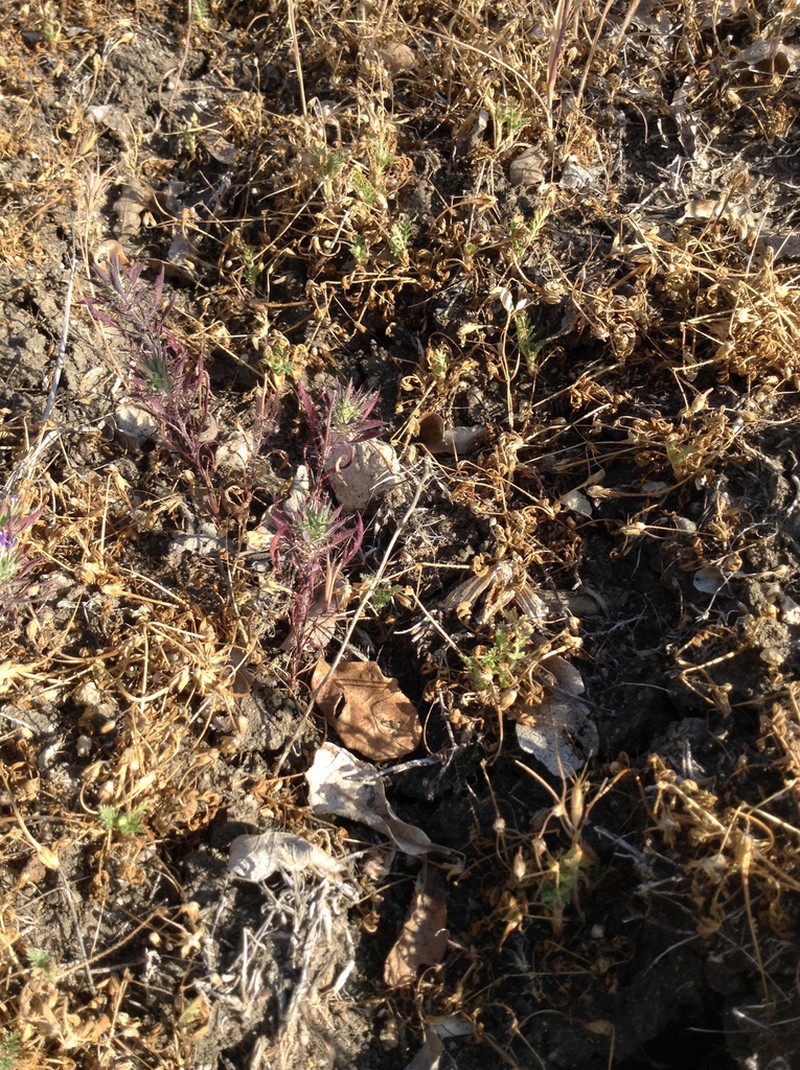 Paiute Mountain Pincushionplant photo 8