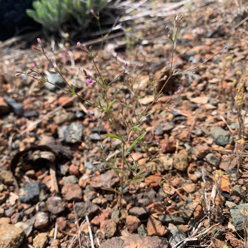 Alva Day's Pincushionplant photo 2