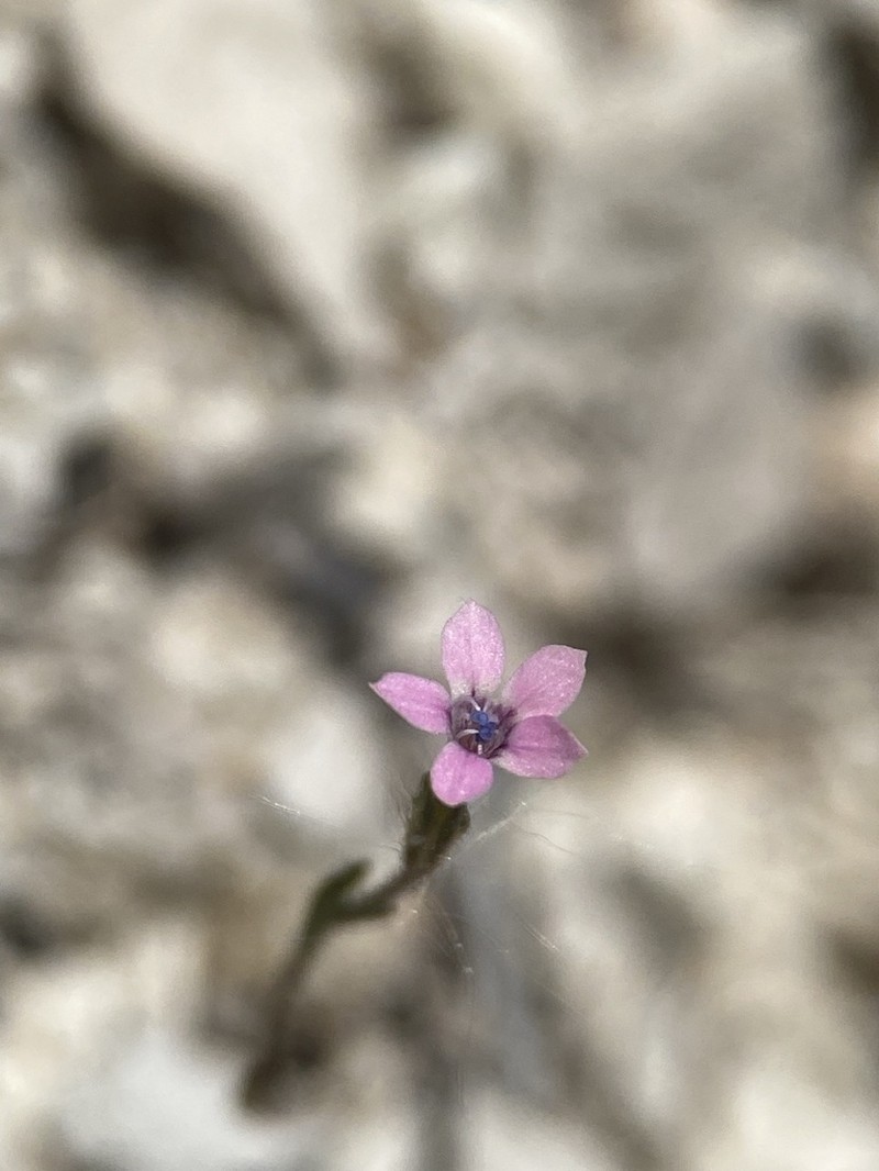 Alva Day's Pincushionplant photo 3