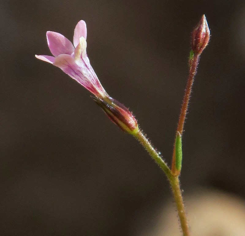 Alva Day's Pincushionplant photo 5
