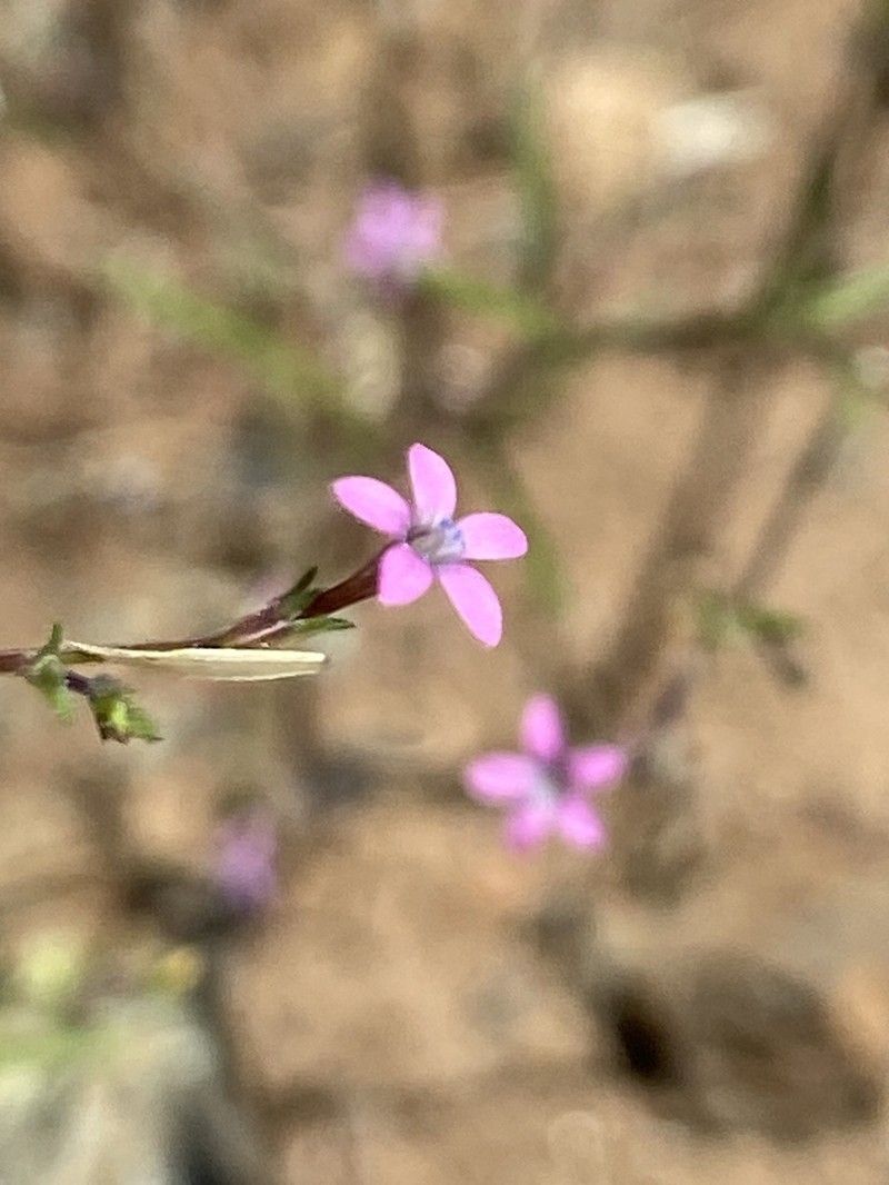 Alva Day's Pincushionplant photo 6