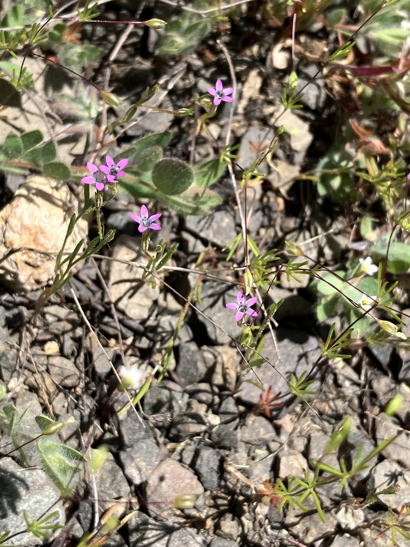 Alva Day's Pincushionplant photo 7