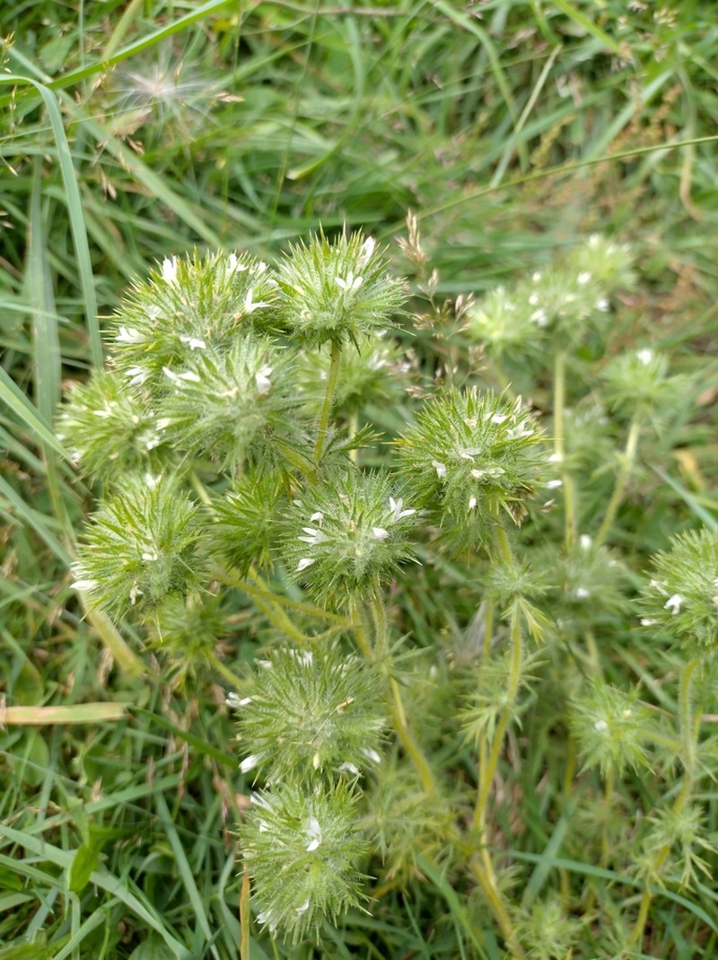Skunkbush photo 7