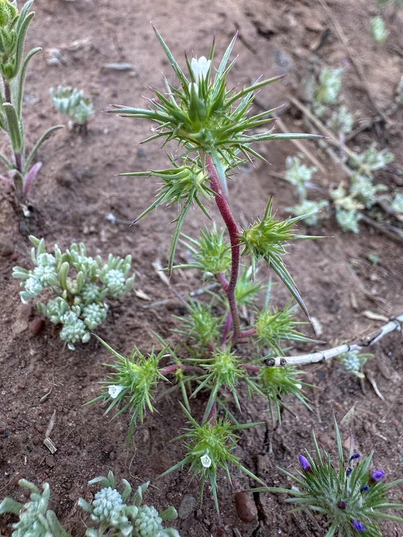 Awl-Leaf Pincushionplant photo 2