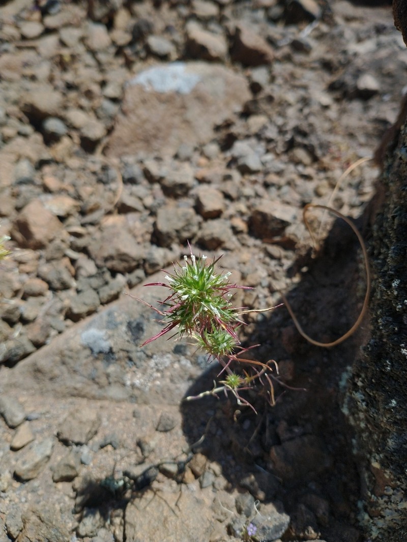 Awl-Leaf Pincushionplant photo 4