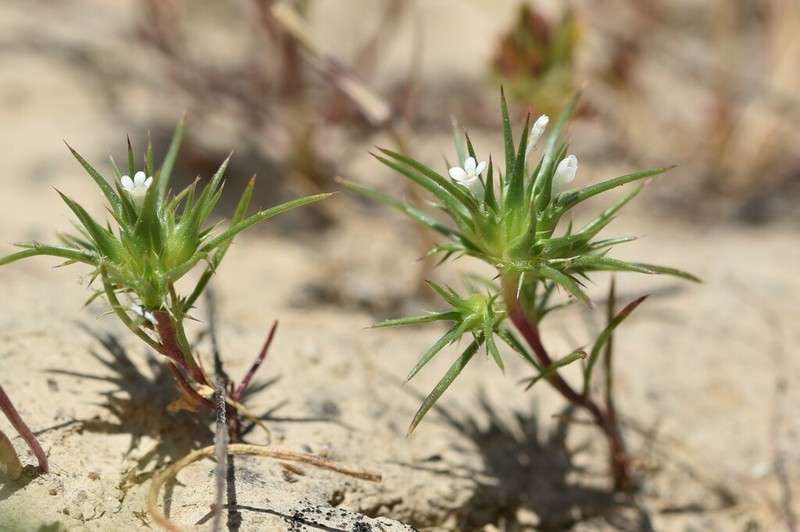 Awl-Leaf Pincushionplant photo 6