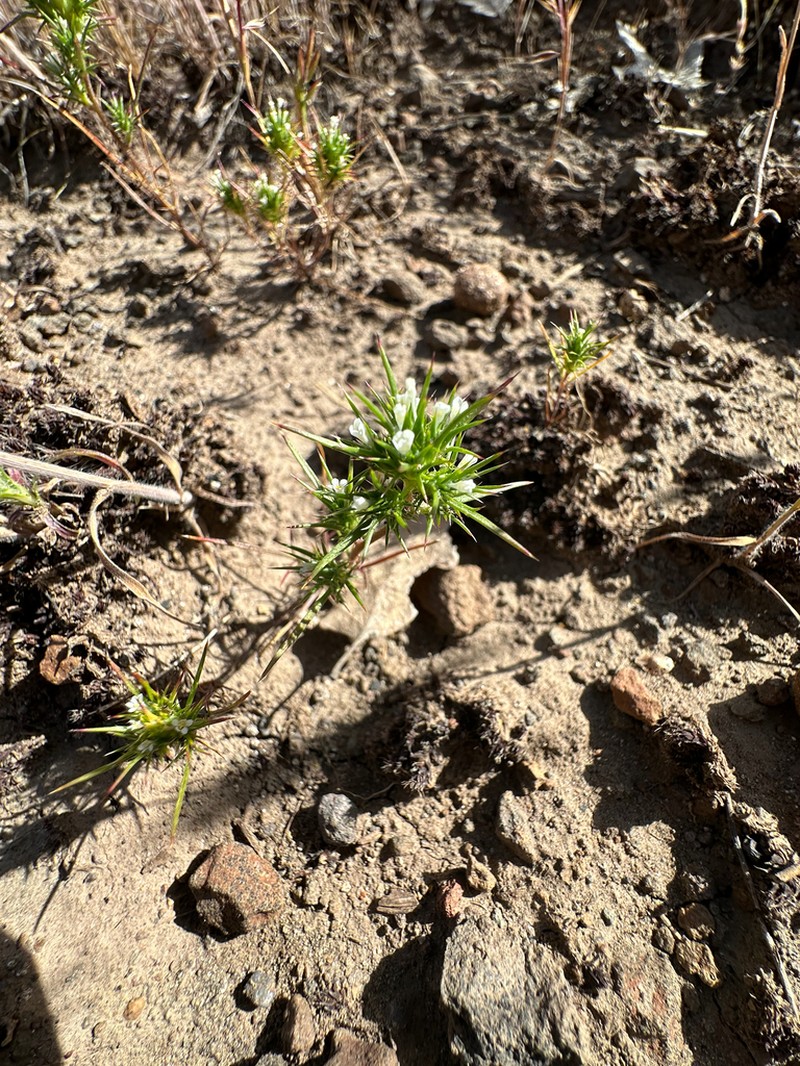 Awl-Leaf Pincushionplant photo 7