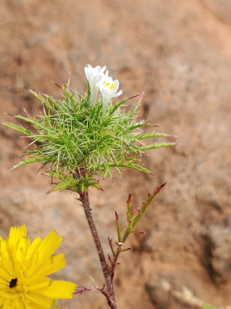 Marigold Pincushionplant photo 2