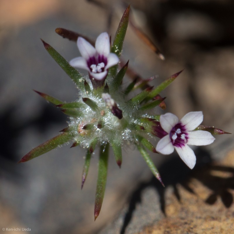 Navarretia torreyella