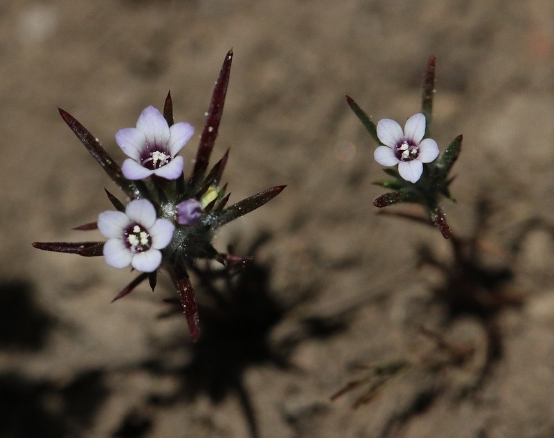 Navarretia torreyella photo 2