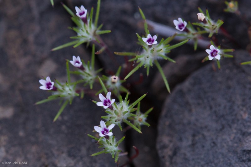 Navarretia torreyella photo 3