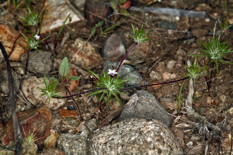 Navarretia torreyella photo 5