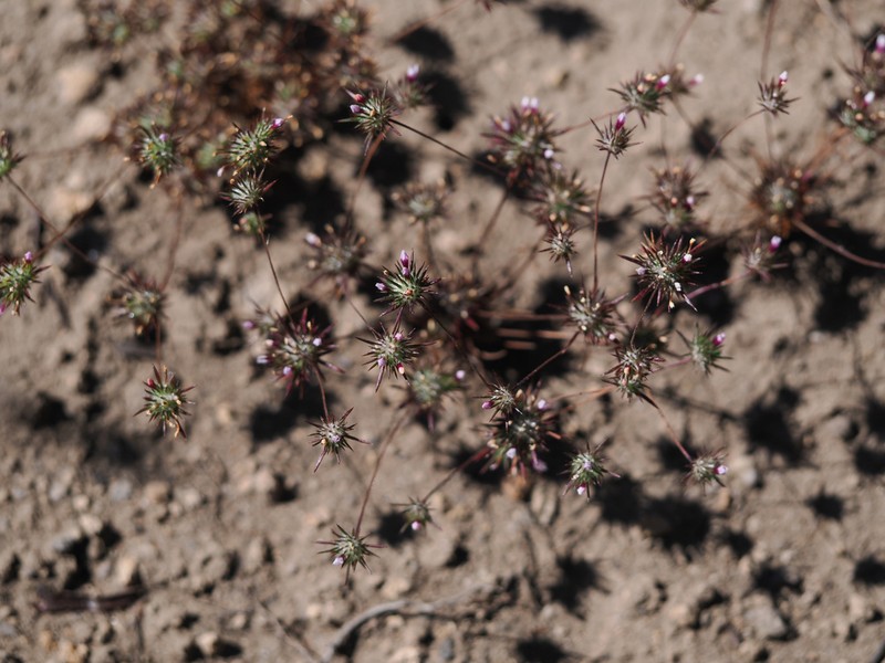 Navarretia torreyella photo 6