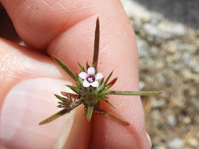 Navarretia torreyella photo 7