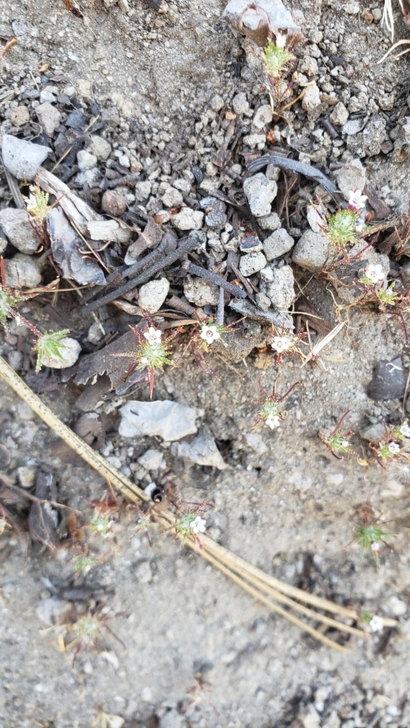Navarretia torreyella photo 8