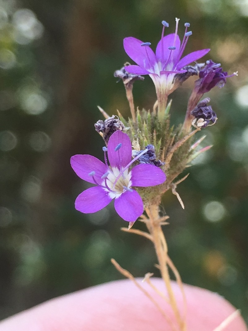 Sticky Pincushionplant photo 4