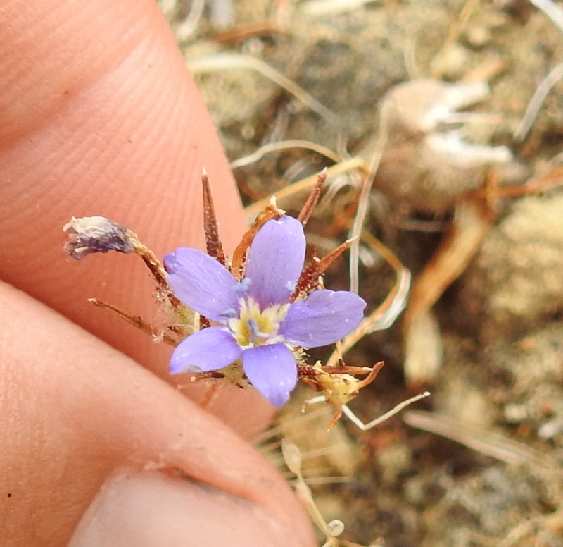 Sticky Pincushionplant photo 5