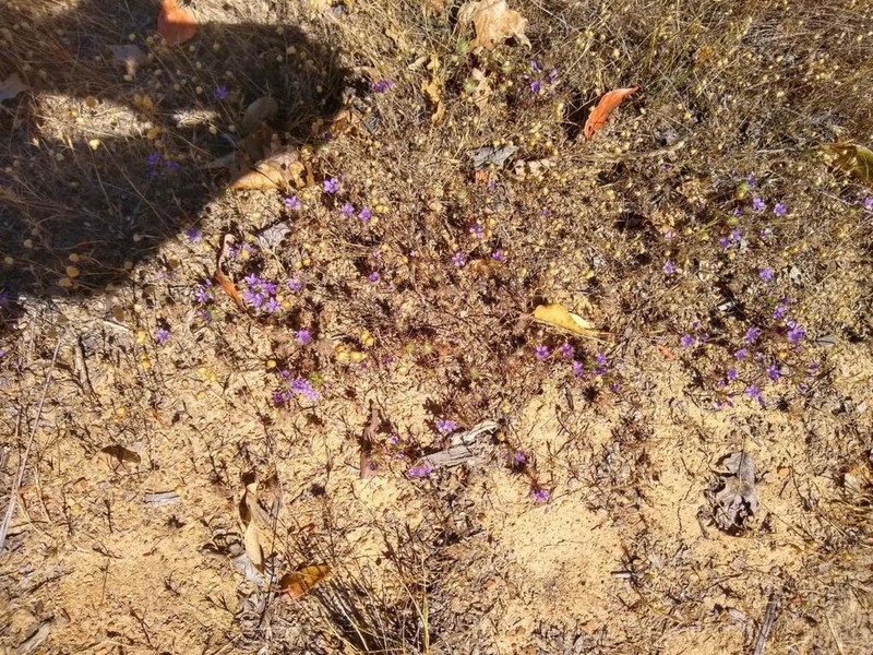 Sticky Pincushionplant photo 6