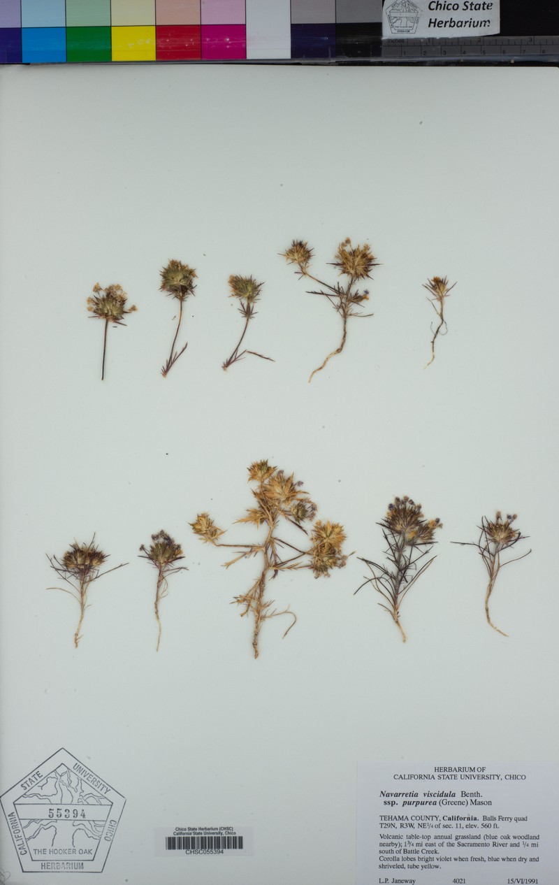 Navarretia viscidula subsp. purpurea
