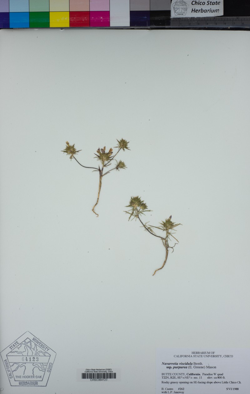 Navarretia viscidula subsp. purpurea photo 2