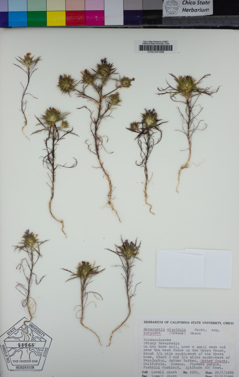 Navarretia viscidula subsp. purpurea photo 3
