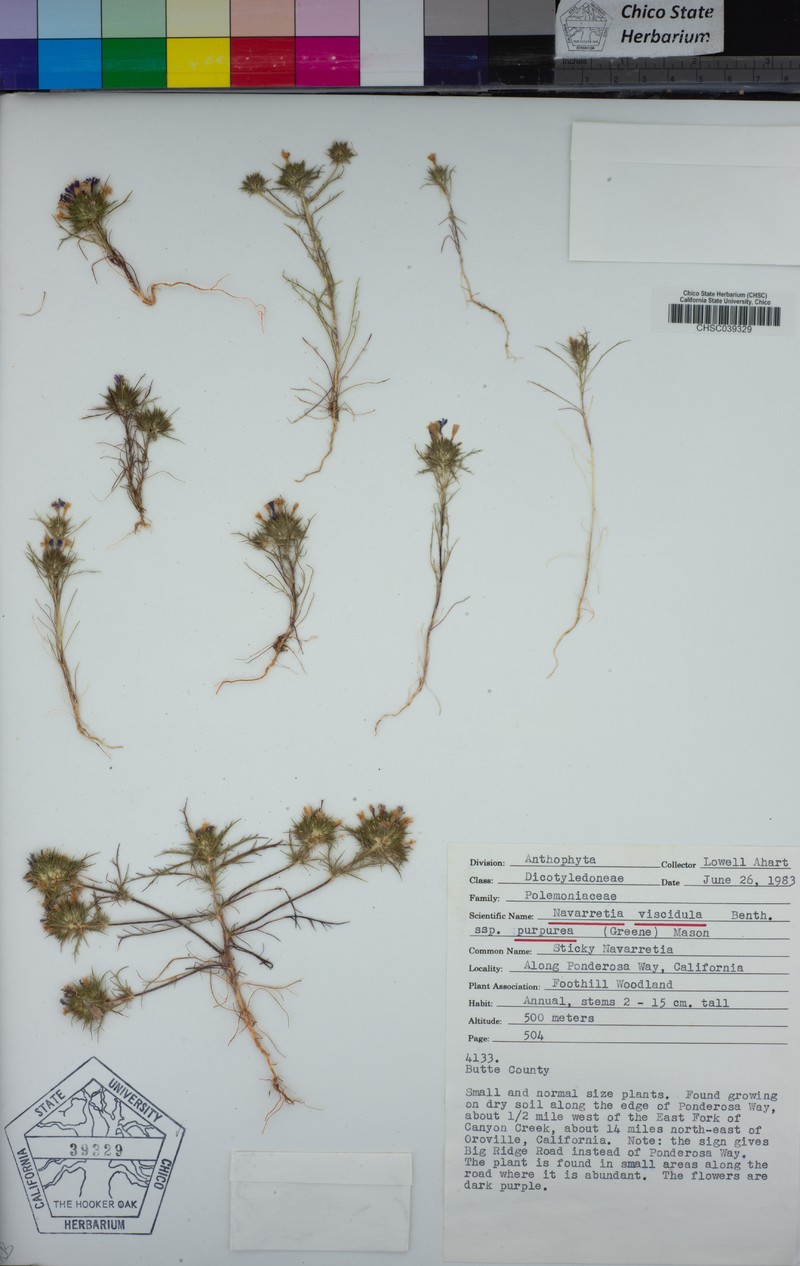 Navarretia viscidula subsp. purpurea photo 4