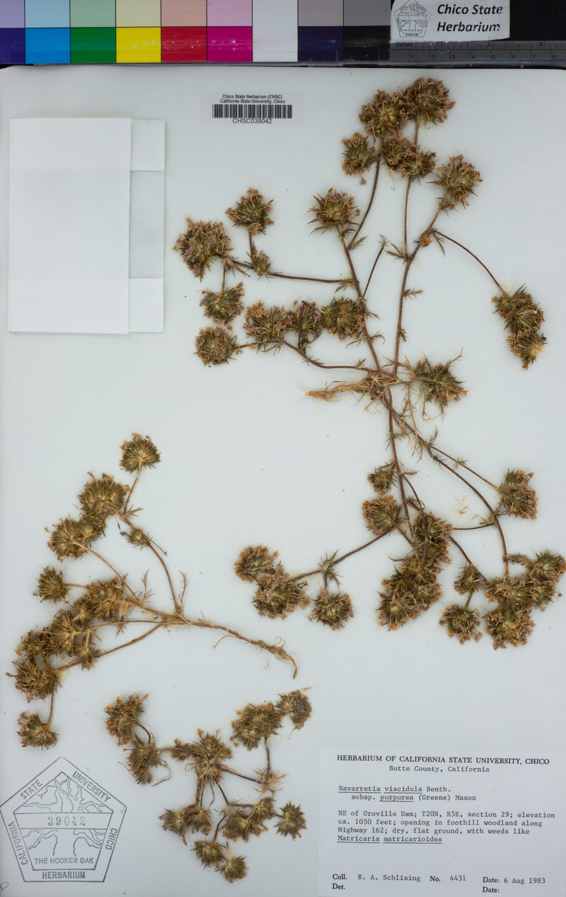 Navarretia viscidula subsp. purpurea photo 5