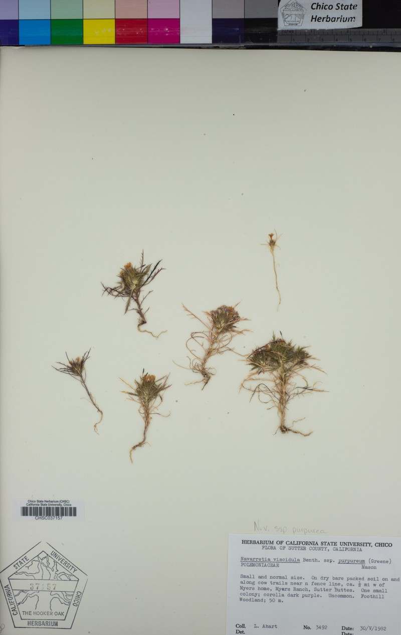 Navarretia viscidula subsp. purpurea photo 6