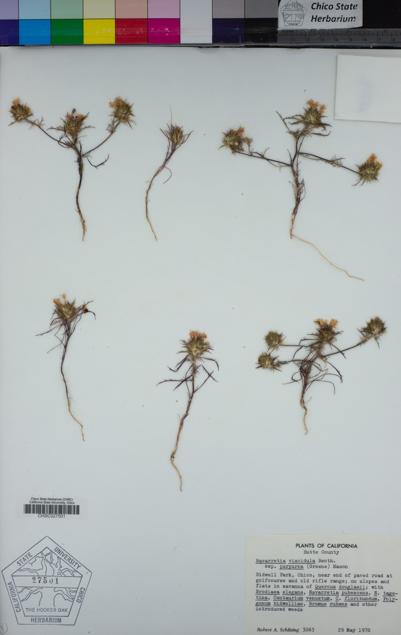 Navarretia viscidula subsp. purpurea photo 8