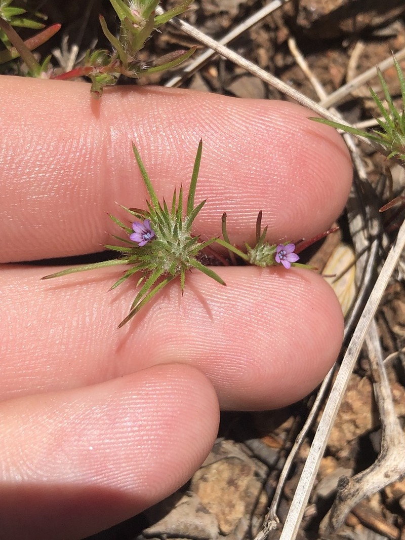Navarretia vividior