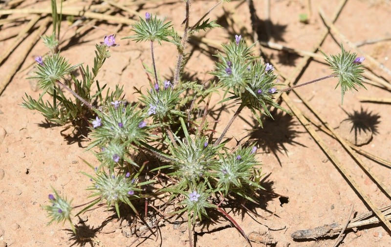 Navarretia vividior photo 2