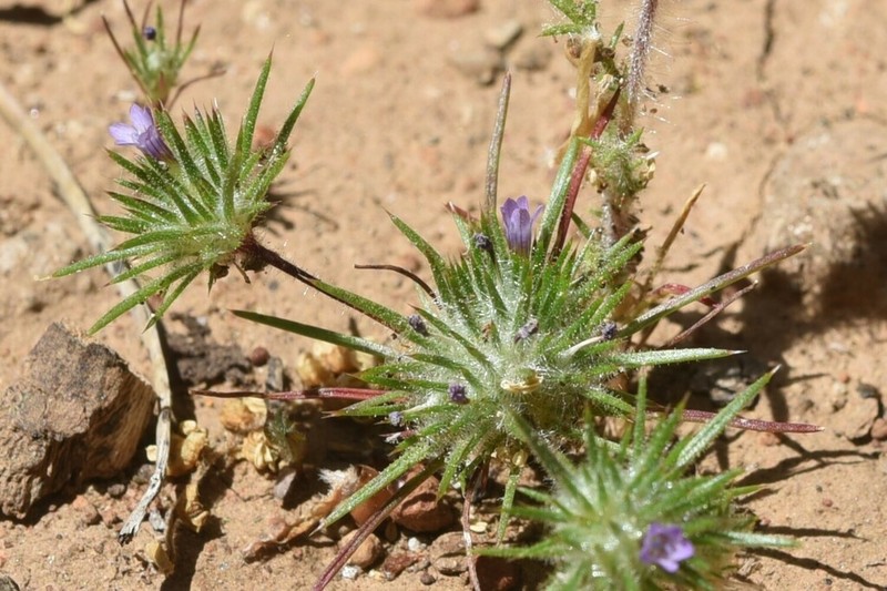 Navarretia vividior photo 3