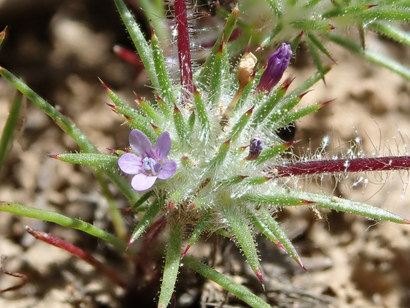 Navarretia vividior photo 4
