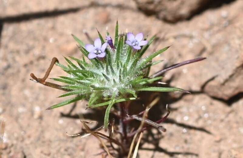 Navarretia vividior photo 5