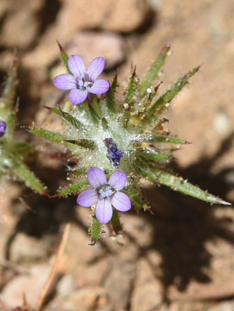 Navarretia vividior photo 6