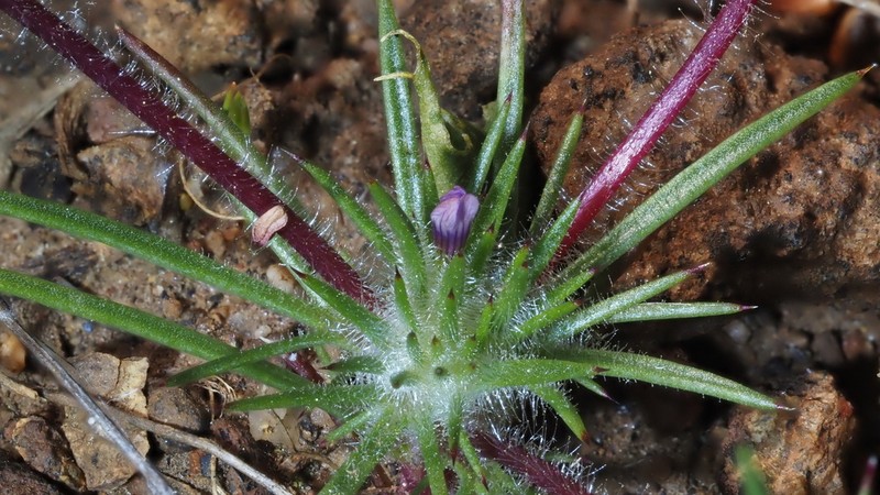 Navarretia vividior photo 7