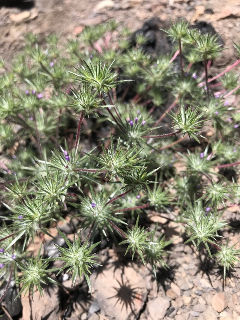 Navarretia vividior photo 8