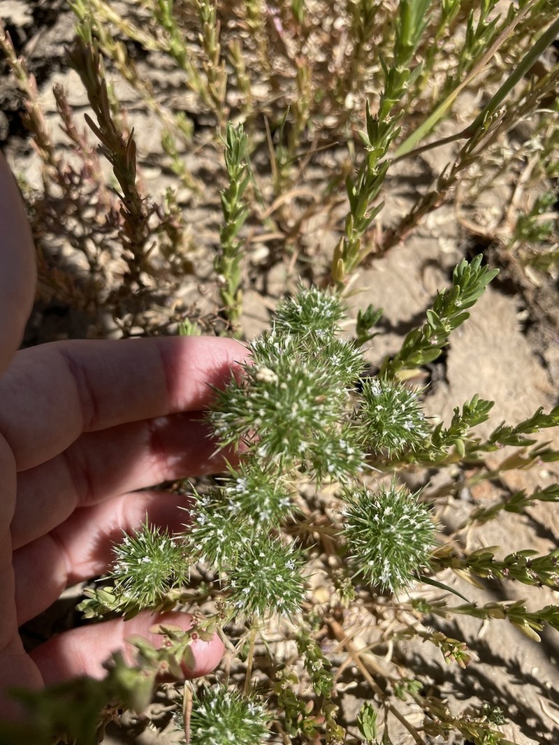 Willamette Navarretia
