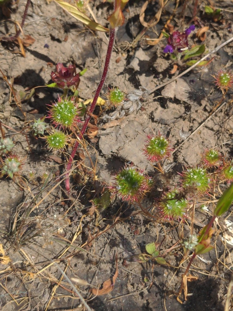Willamette Navarretia photo 2
