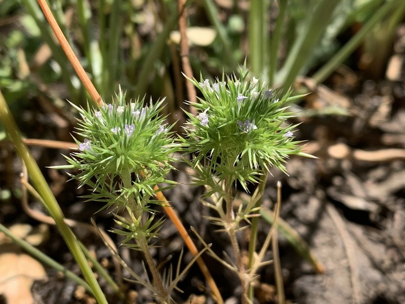 Willamette Navarretia photo 3