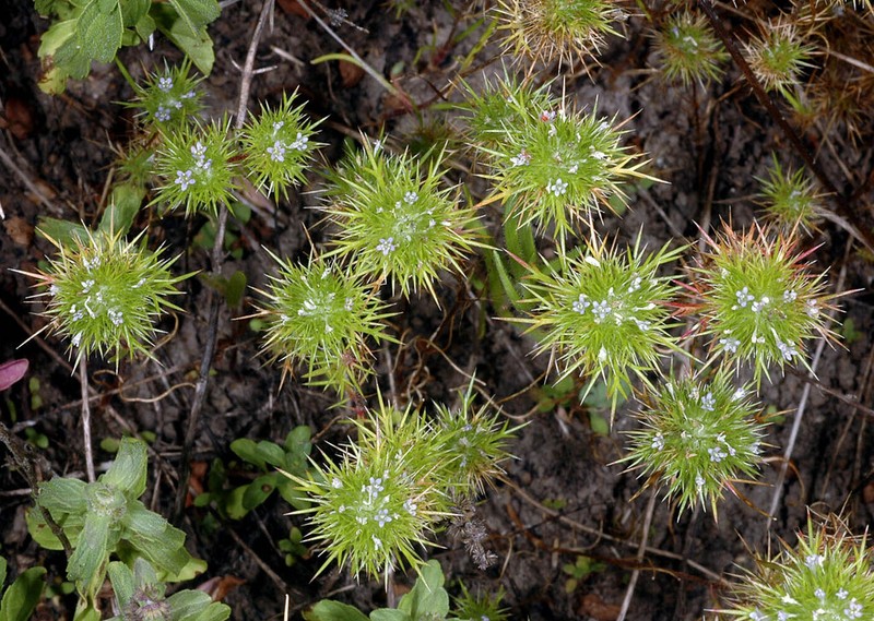 Willamette Navarretia photo 4