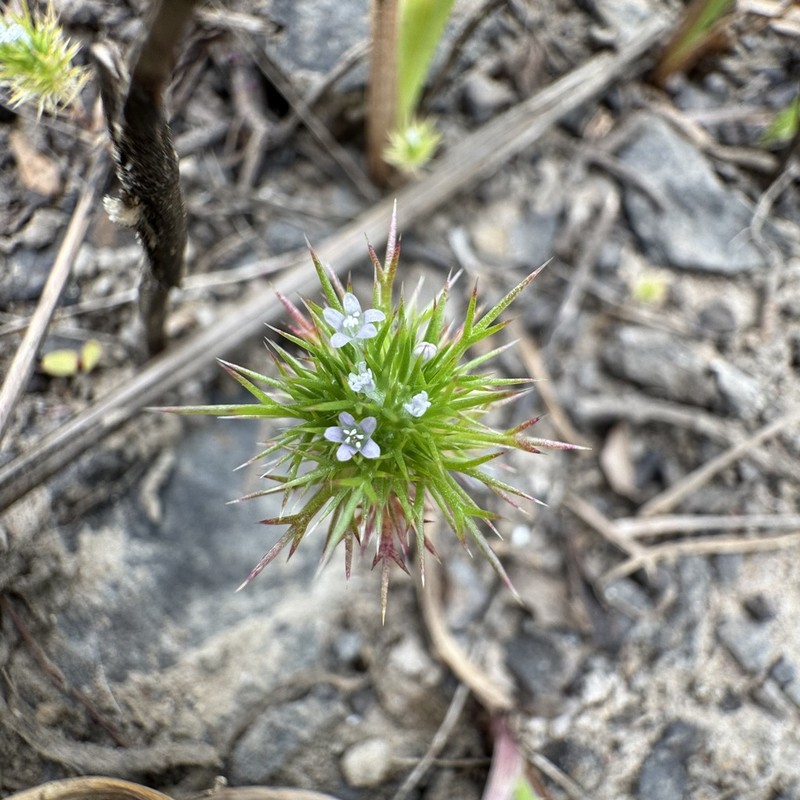 Willamette Navarretia photo 6