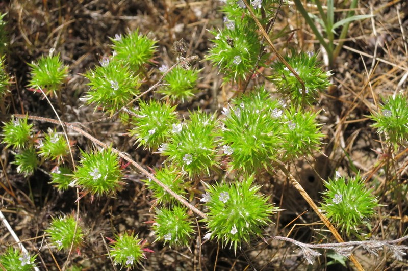 Willamette Navarretia photo 7