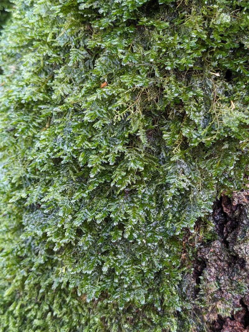 Neckera Moss