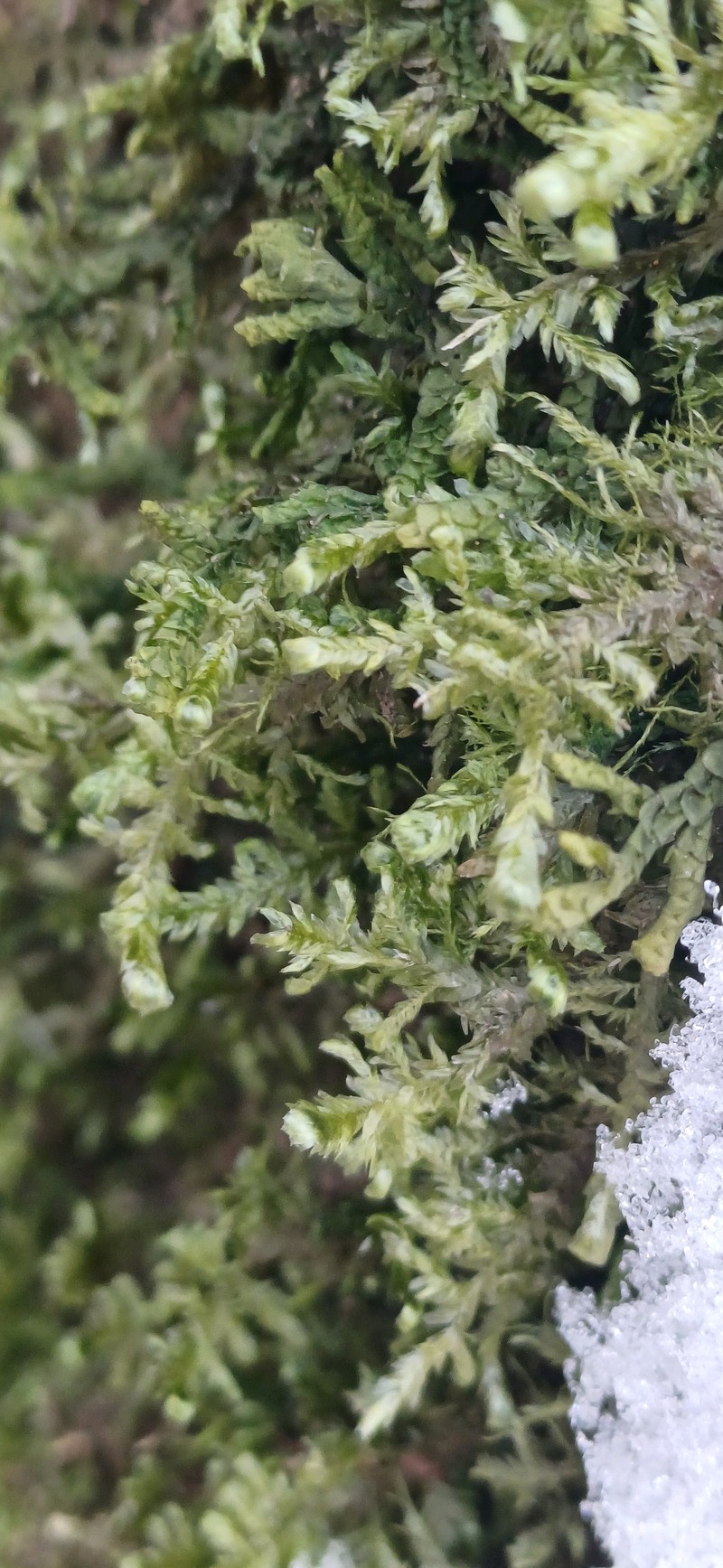 Neckera Moss photo 2