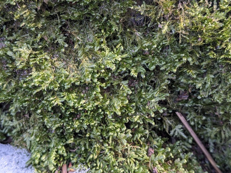 Neckera Moss photo 3
