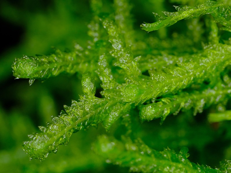 Douglas' Neckera Moss