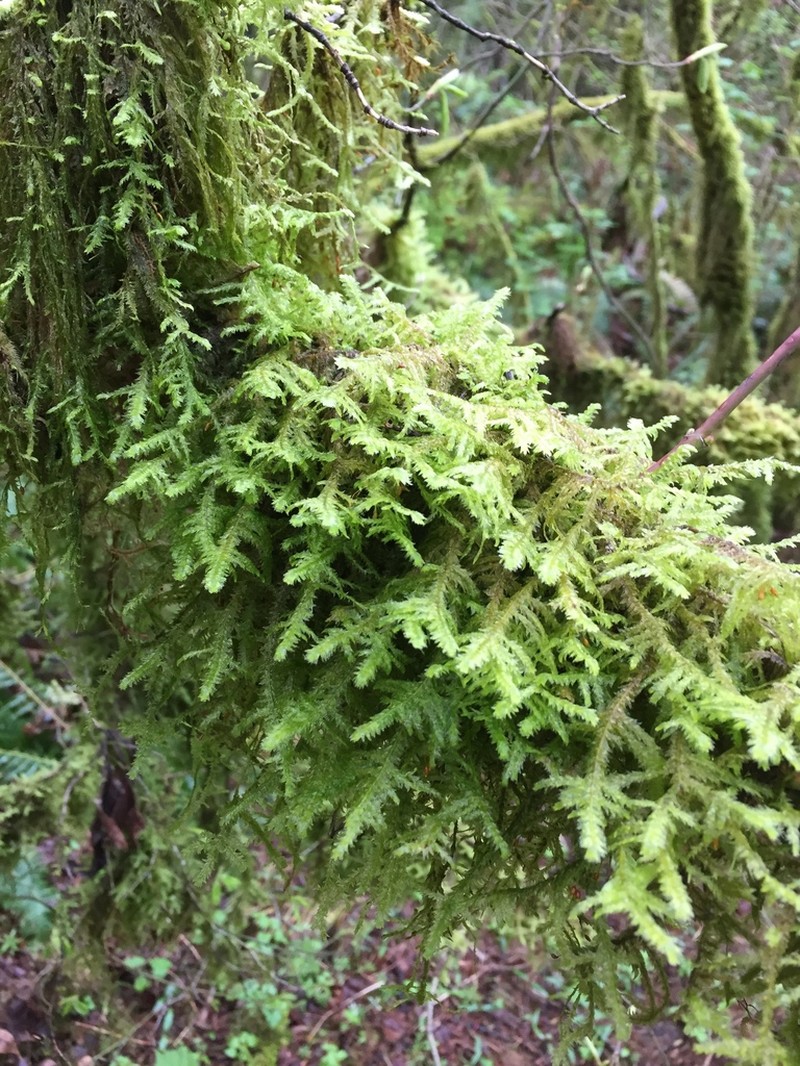 Douglas' Neckera Moss photo 2
