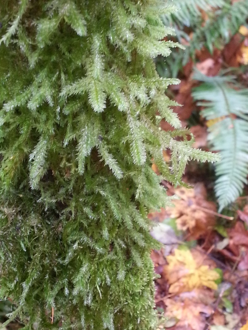 Douglas' Neckera Moss photo 3